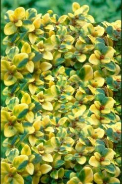Doone Valley Thyme - 6 Pack Of Pink Pots -Garden Wisp Sales Store thymus citriodorus doone valley 2