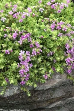 Highland Cream Creeping Thyme - 5 Pack Of Quart Pots -Garden Wisp Sales Store thymus praecox highland creeping thyme 1
