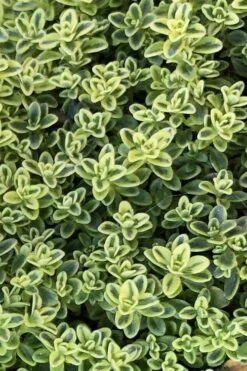 Highland Cream Creeping Thyme - 5 Pack Of Quart Pots -Garden Wisp Sales Store thymus praecox highland creeping thyme 4
