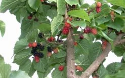 Red Mulberry Tree (Morus Rubra) - 1 Gallon Pot 16 Red Mulberry Tree (Morus Rubra) - 1 Gallon Pot -Garden Wisp Sales Store tree red mulberry 2 800x500 1