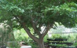 Red Mulberry Tree (Morus Rubra) - 1 Gallon Pot 17 Red Mulberry Tree (Morus Rubra) - 1 Gallon Pot -Garden Wisp Sales Store tree red mulberry 3 800x500 1