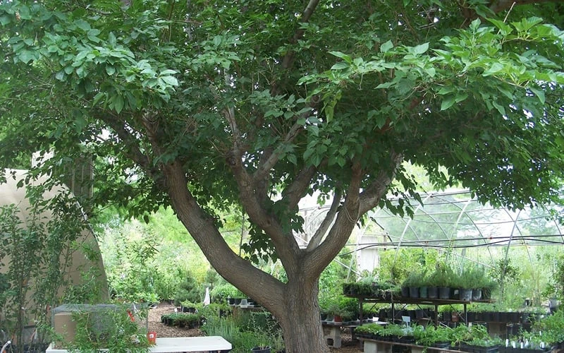 Red Mulberry Tree (Morus Rubra) - 1 Gallon Pot 9 Red Mulberry Tree (Morus Rubra) - 1 Gallon Pot - Image 9