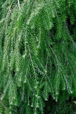 Weeping Canadian Hemlock (Tsuga Canadensis 'Pendula') - 1 Gallon Pot -Garden Wisp Sales Store tsuga canadensis pendula weeping canadian hemlock 1