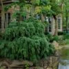 Weeping Canadian Hemlock (Tsuga Canadensis 'Pendula') - 1 Gallon Pot