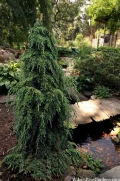Weeping Canadian Hemlock (Tsuga Canadensis 'Pendula') - 1 Gallon Pot -Garden Wisp Sales Store tsuga canadensis pendula weeping canadian hemlock 5
