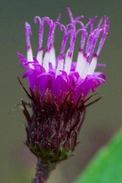 New York Ironweed (Vernonia Noveboracensis) - 6 Pack Of 1 Gallon Pots 11 New York Ironweed (Vernonia Noveboracensis) - 6 Pack Of 1 Gallon Pots -Garden Wisp Sales Store vernonia noveboracensis new york iron weed 13 1
