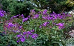 New York Ironweed (Vernonia Noveboracensis) - 6 Pack Of 1 Gallon Pots 12 New York Ironweed (Vernonia Noveboracensis) - 6 Pack Of 1 Gallon Pots -Garden Wisp Sales Store vernonia noveboracensis new york iron weed 18 1