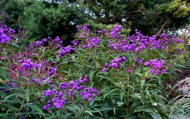 New York Ironweed (Vernonia Noveboracensis) - 6 Pack Of 1 Gallon Pots 5 New York Ironweed (Vernonia Noveboracensis) - 6 Pack Of 1 Gallon Pots - Image 5