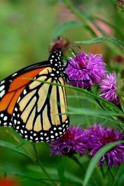 New York Ironweed (Vernonia Noveboracensis) - 8 Pack Of 1 Gallon Pots -Garden Wisp Sales Store vernonia noveboracensis new york iron weed 19