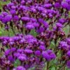 New York Ironweed (Vernonia Noveboracensis) - 8 Pack Of 1 Gallon Pots