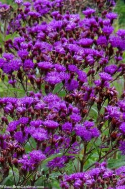 New York Ironweed (Vernonia Noveboracensis) - 8 Pack Of 1 Gallon Pots