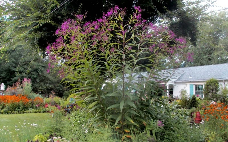 New York Ironweed (Vernonia Noveboracensis) - 6 Pack Of 1 Gallon Pots 8 New York Ironweed (Vernonia Noveboracensis) - 6 Pack Of 1 Gallon Pots - Image 8