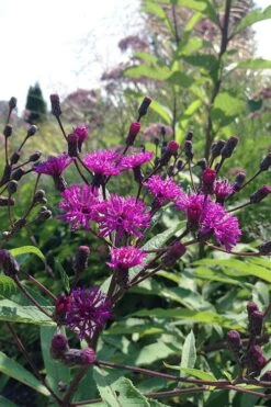 New York Ironweed (Vernonia Noveboracensis) - 6 Pack Of 1 Gallon Pots 14 New York Ironweed (Vernonia Noveboracensis) - 6 Pack Of 1 Gallon Pots -Garden Wisp Sales Store vernonia noveboracensis new york iron weed 4 1