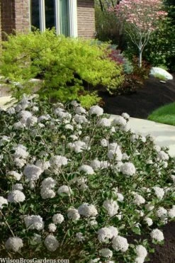 Spice Baby Koreanspice Viburnum - 3 Gallon Pot -Garden Wisp Sales Store viburnum carleseii spice baby 7