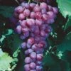 Catawba Grape Vine - 1 Gallon Pot