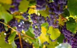 Catawba Grape Vine - 1 Gallon Pot -Garden Wisp Sales Store vitis catawba grape vine 3