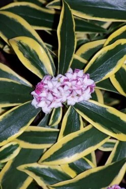 Marianni Variegated Pink Winter Daphne - 2 Gallon Pot -Garden Wisp Sales Store winter daphne marianni 3