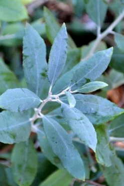 Woodlanders Blue Dusty Zenobia (Honeycup) - 1 Gallon Pot -Garden Wisp Sales Store zenobia woodlanders blue 21