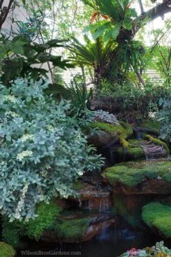 Woodlanders Blue Dusty Zenobia (Honeycup) - 3 Gallon Pot -Garden Wisp Sales Store zenobia woodlanders blue 25 1