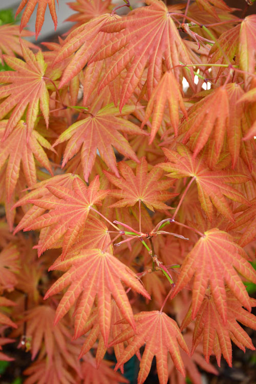 Garden Wisp Sales Store 3 Garden Wisp Sales Store -Garden Wisp Sales Store Japanese Maple Autumn Moon 2