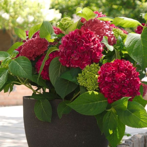 Garden Wisp Sales Store -Garden Wisp Sales Store SHB1693 Hydrangea Red Sensation 06